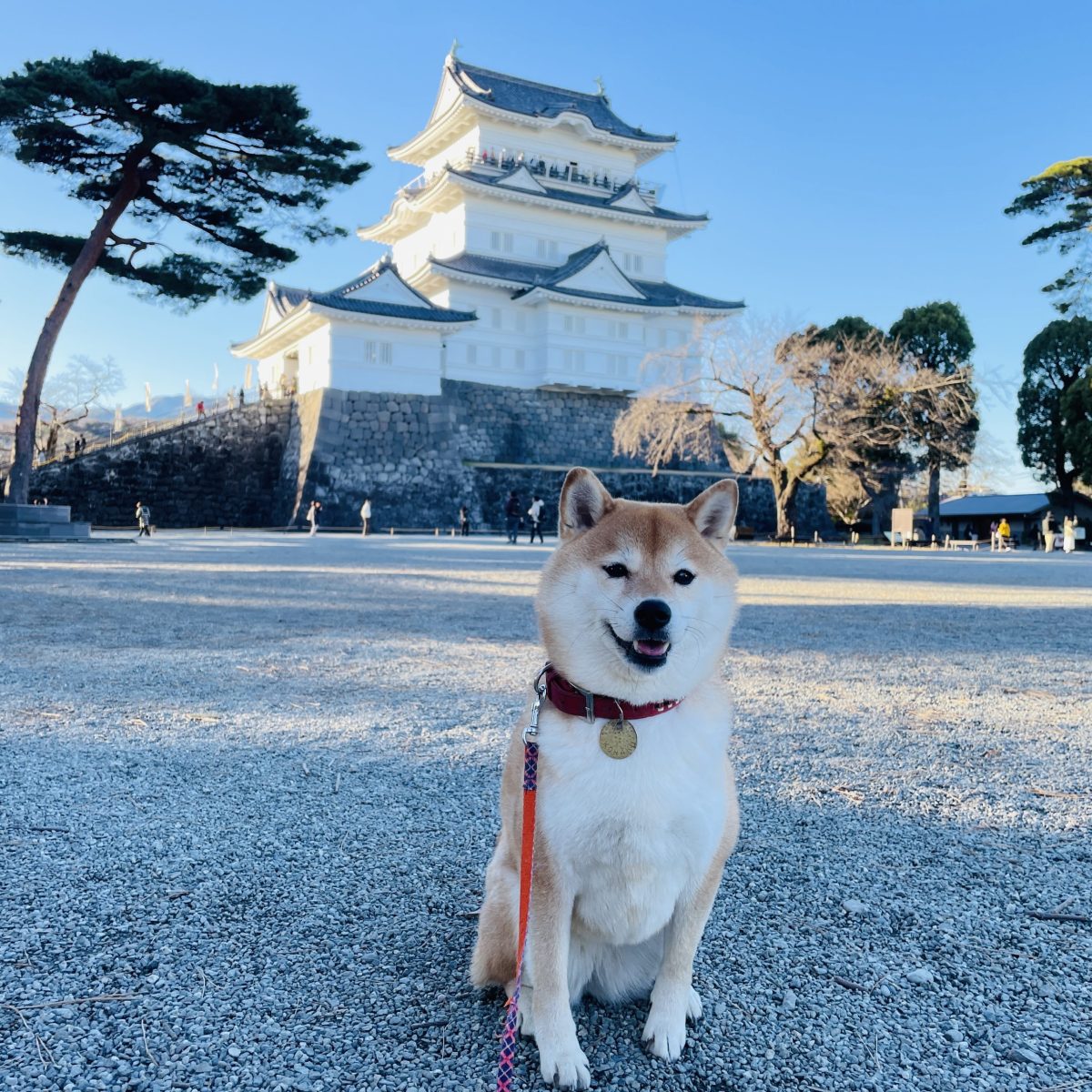 観光中の愛犬お散歩・見守り