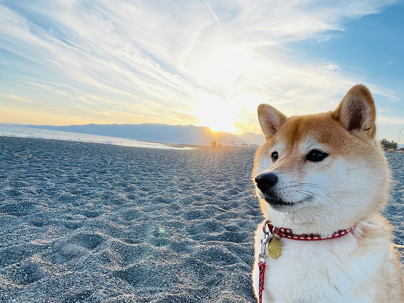 愛犬のお散歩代行