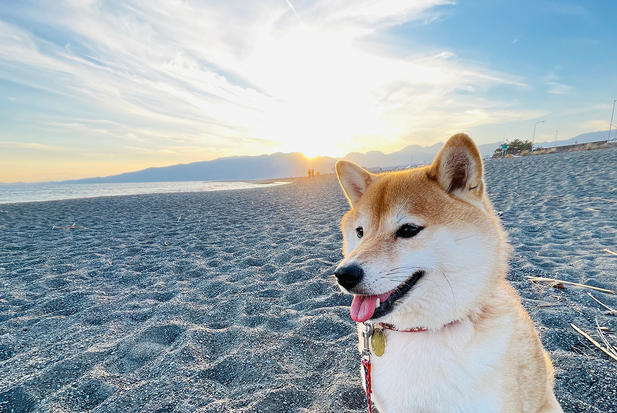 愛犬のお散歩代行