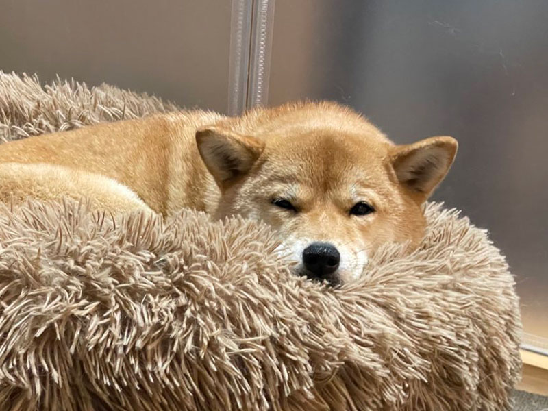 愛犬のお留守番見守り