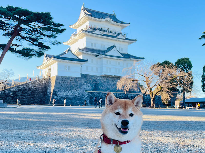 観光中の愛犬お散歩・見守り